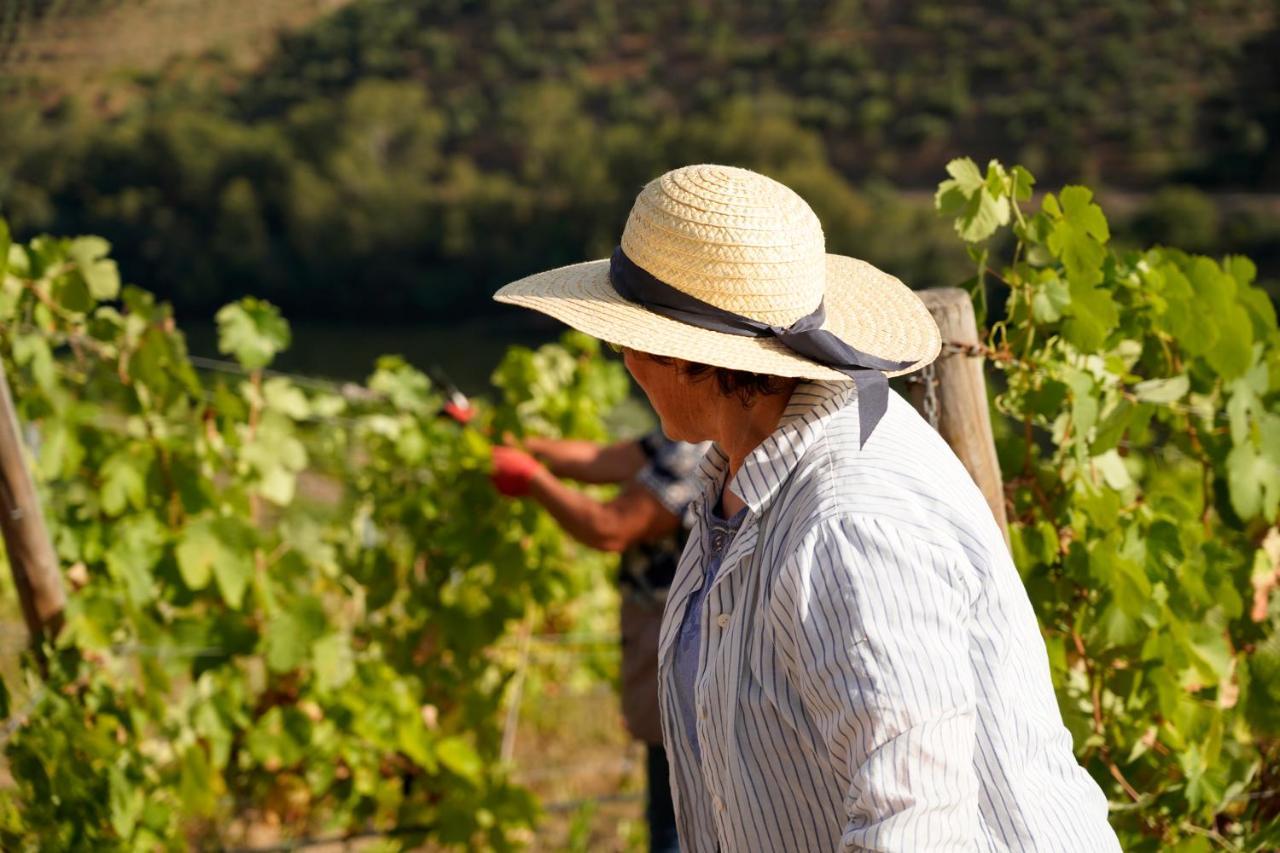 Quinta De S. Jose - Turismo Rural Ervedosa do Douro Εξωτερικό φωτογραφία